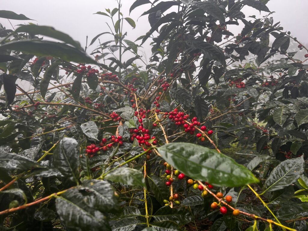 Coffee cherries growing on a coffee plant.